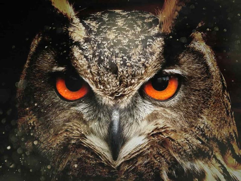 Owl – The Watcher of the Night