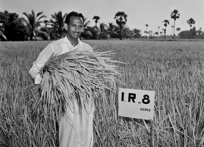 Rice (1 lb)