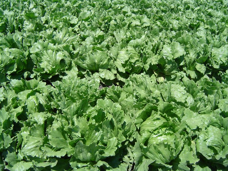 Lettuce (1 head)
