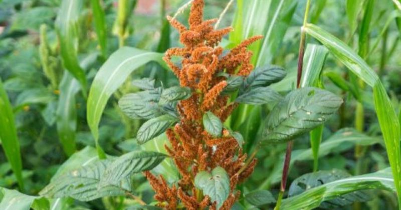 Amaranth