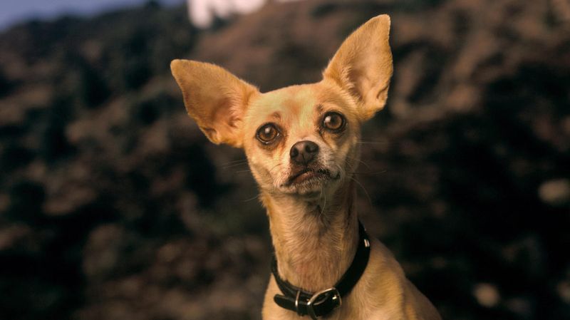 Taco Bell Chihuahua Backlash (Late 1990s)