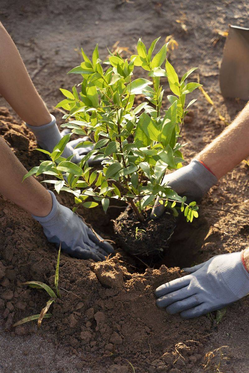 Planting a Tree Together