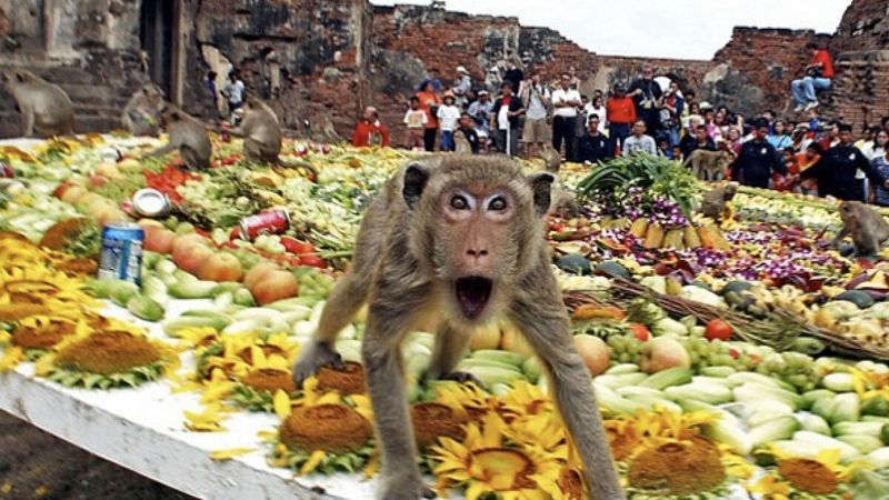 The Monkey Buffet Festival (Lopburi, Thailand)