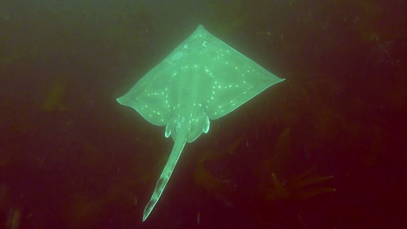 Growing Calls for Ocean Preservation