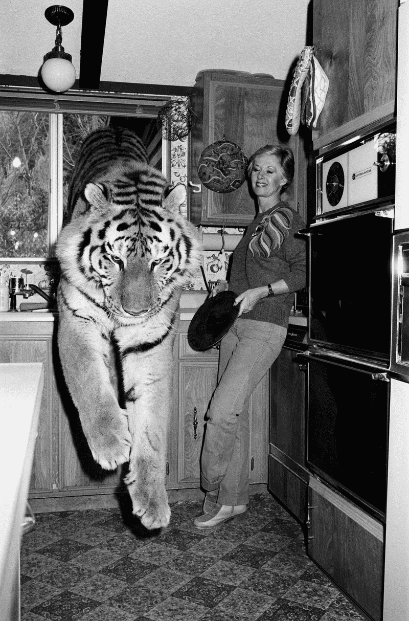 Exotic Big Cat Pets
