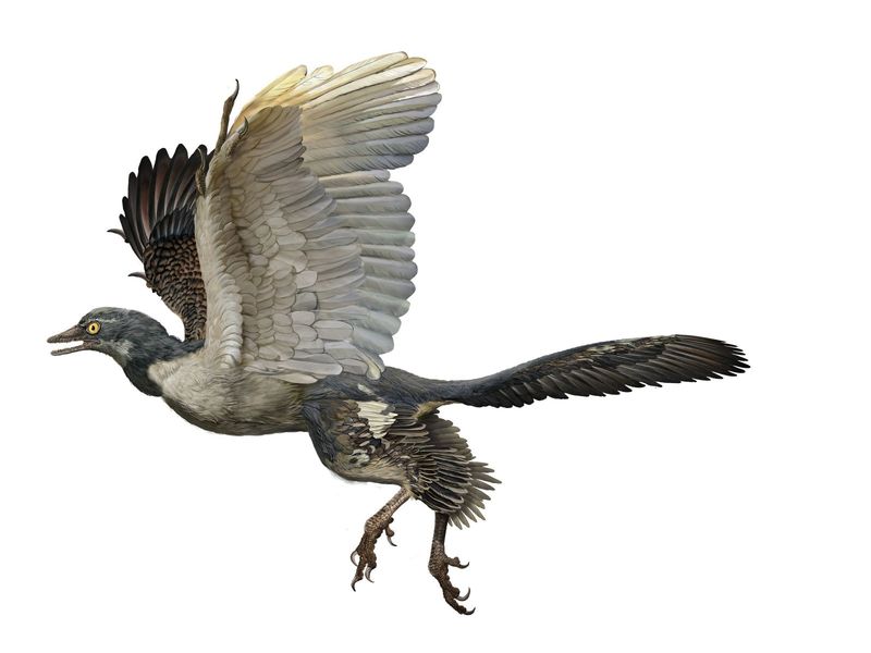 Birds Evolved from Dinosaurs (Thomas Huxley, 1860s)