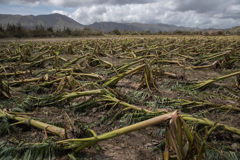 Crop and Livestock Destruction