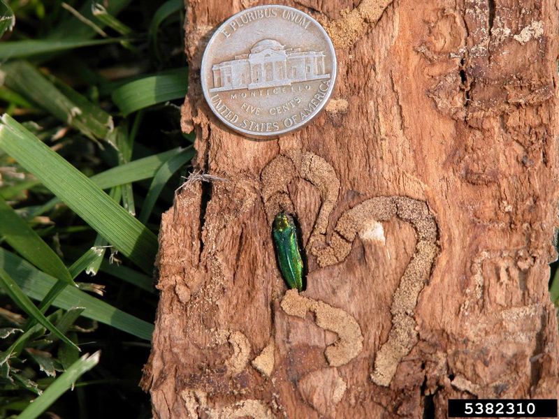Ash Trees (Due to Emerald Ash Borer) 🌳