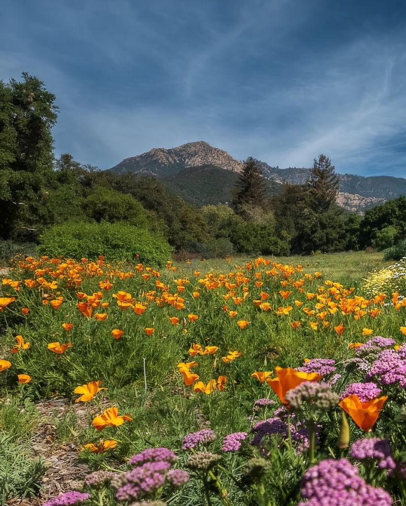 Santa Barbara Botanic Garden – California