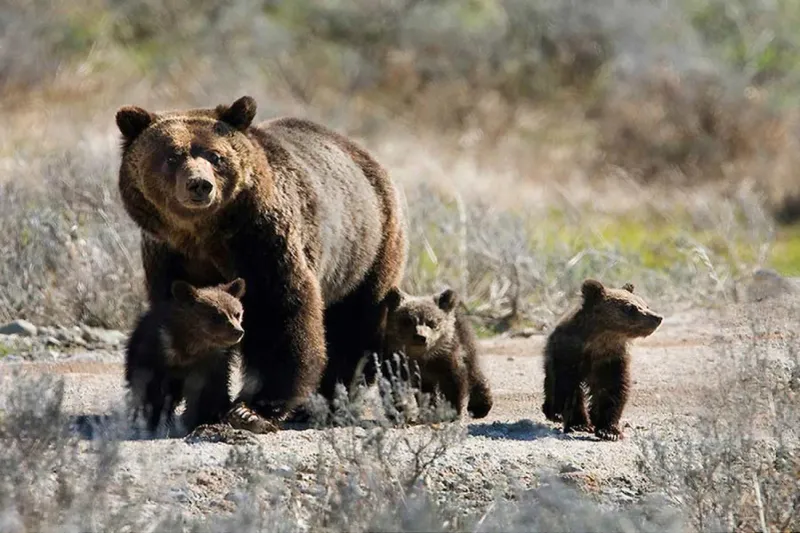 Yellowstone's Protective Mother Attack (2011)