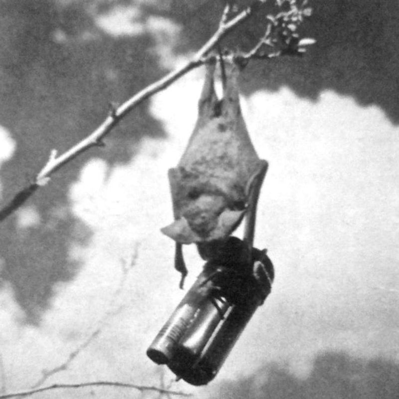 Bat Bombs: Explosive Flying Mammals