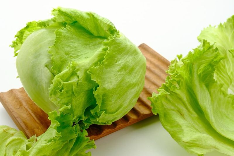 Plain Lettuce Sandwiches