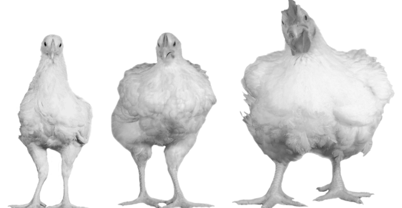 Chicken (1 lb)