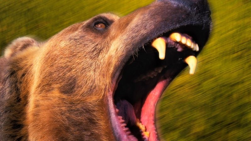 He Survived Grizzly Bear Attacks and Scalping Attempts