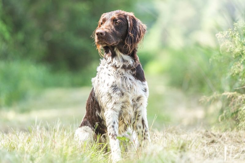 That dog won't hunt.