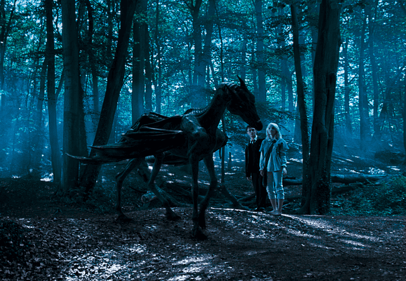 Harry Walking Into the Forest to Die