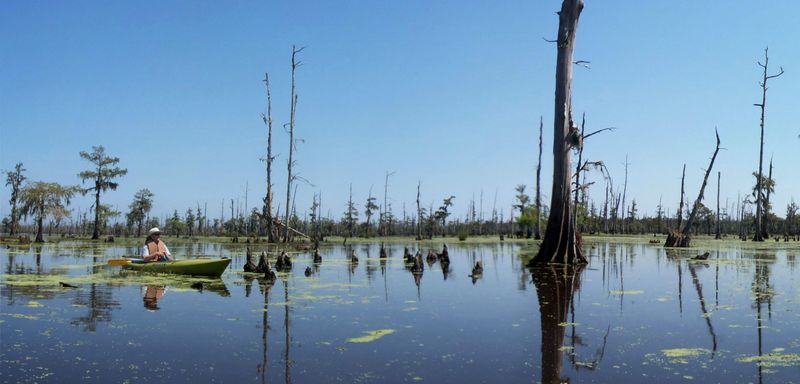 Bayou: The Mysterious Waterways