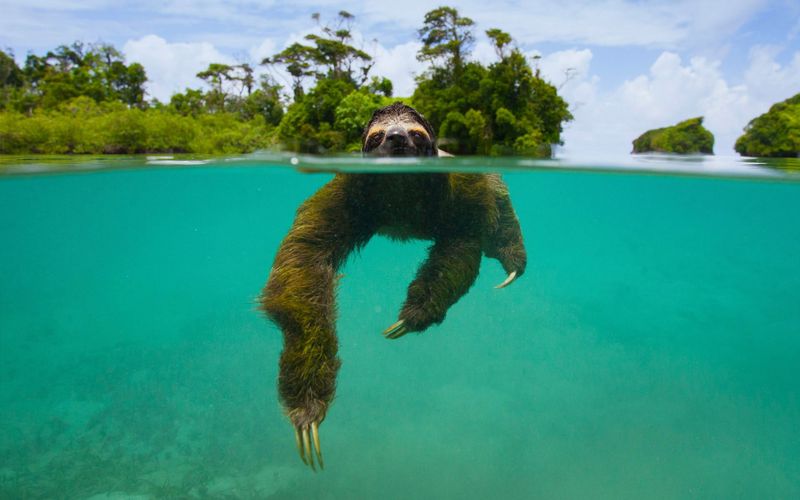Sloths Can Hold Their Breath Longer Than Dolphins