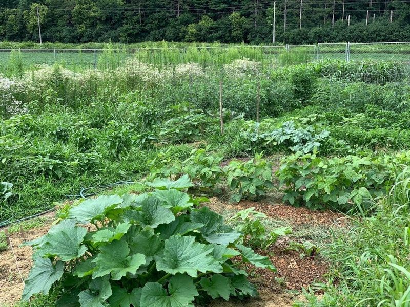 Growing a Garden