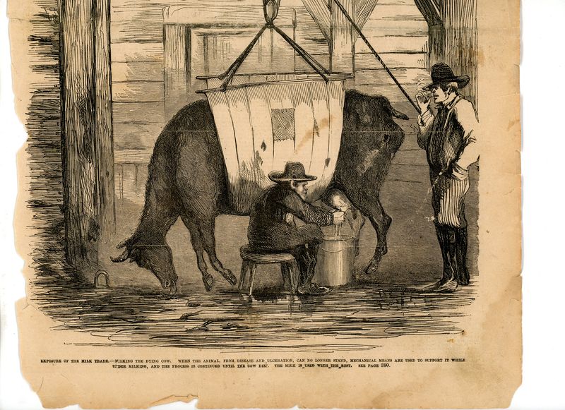 The Rise of 'Swill Milk'