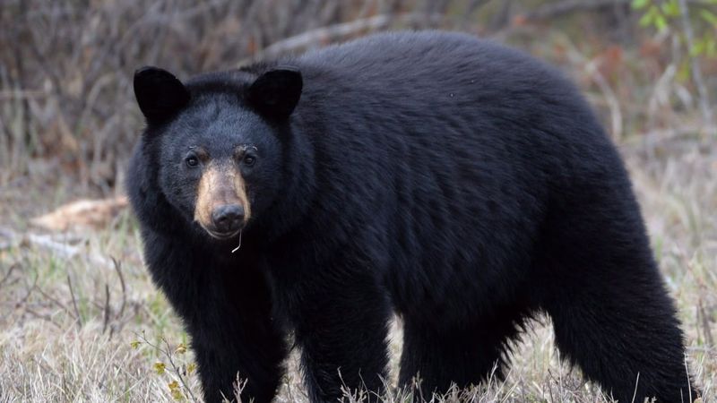 Alberta's Predatory Black Bear Attack (2014)