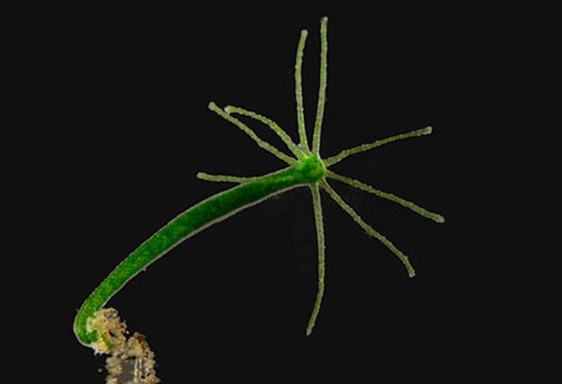 There’s an Organism That Doesn’t Age