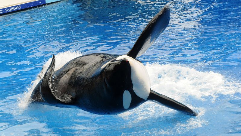 Blackfish (2013)