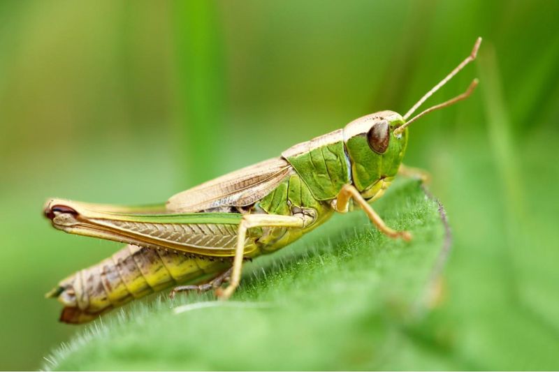 Knee-high to a grasshopper