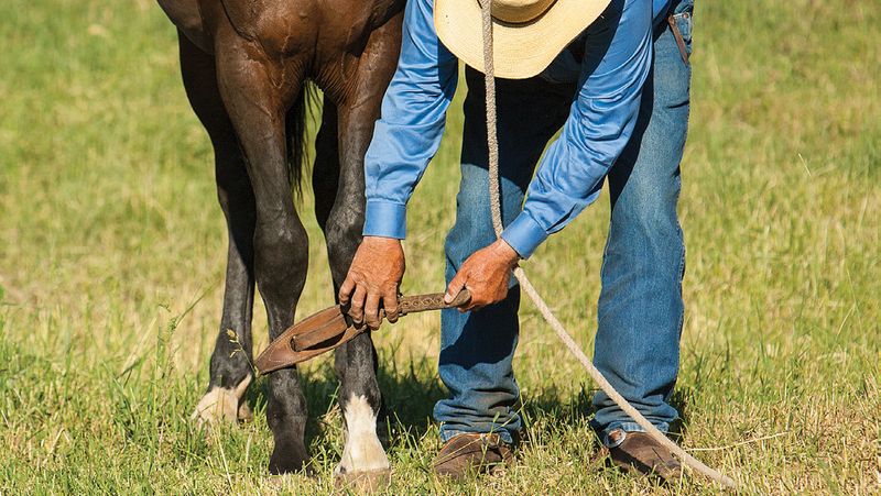 Hold your horses.