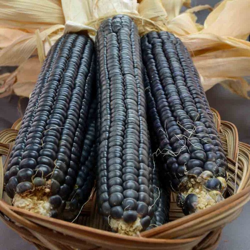 Blue Corn