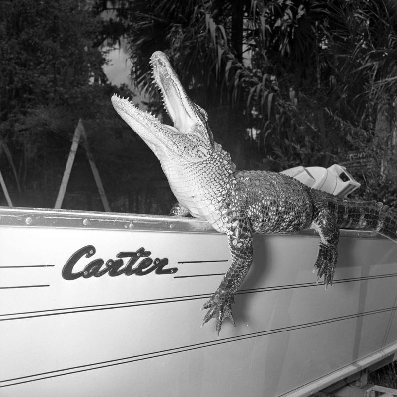 Florida Reptile Institute