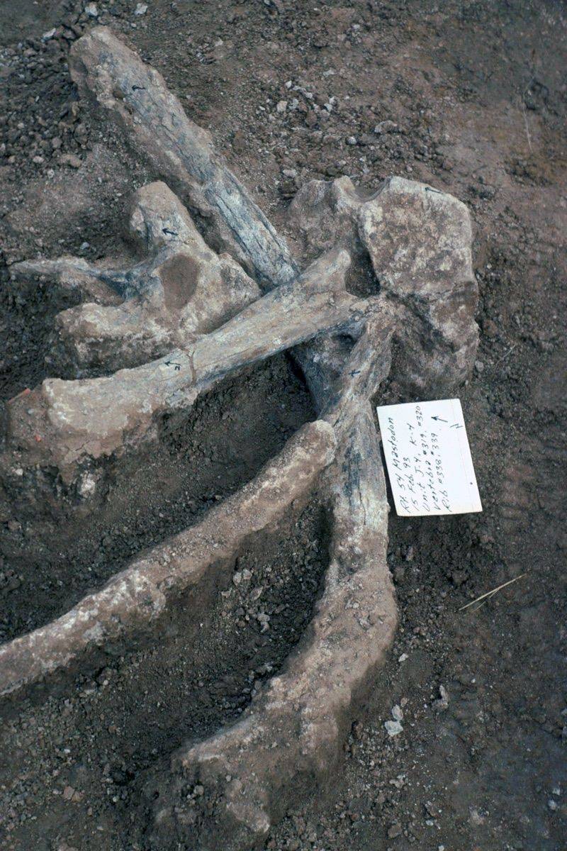 130,000-Year-Old Mastodon Bones – San Diego, California