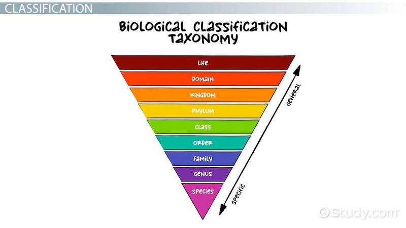 Taxonomy and Scientific Classification