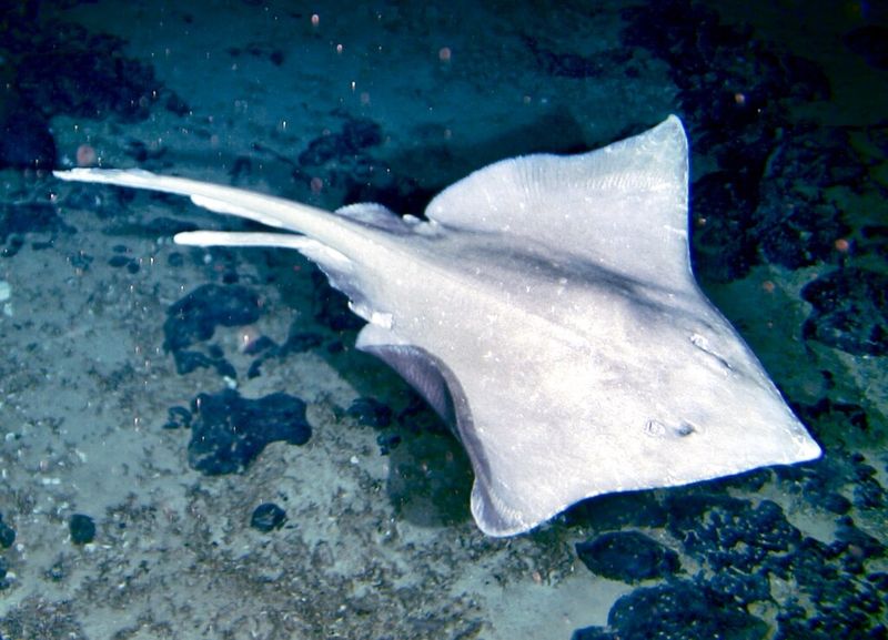 Second Known Skate Nursery Ever Found
