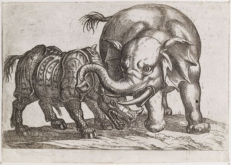 Elephant Trunk