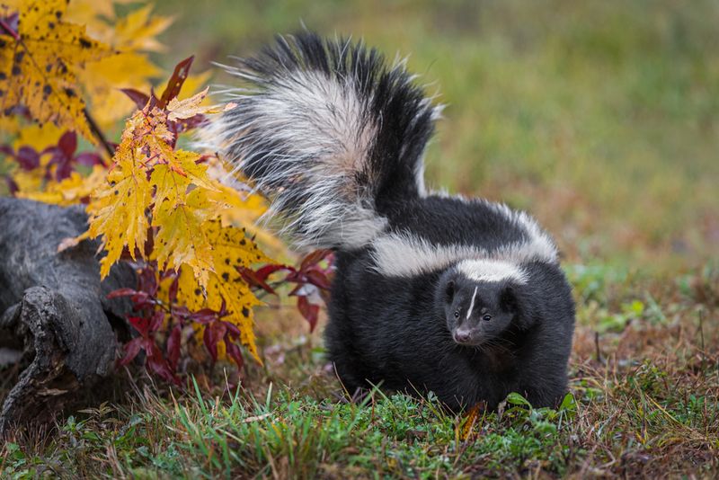 Skunk: Nature's Warning System