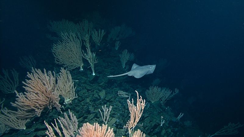 Vast Unknown Depths Still Surprise Us