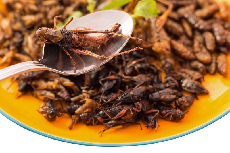 Insects Were on the Menu