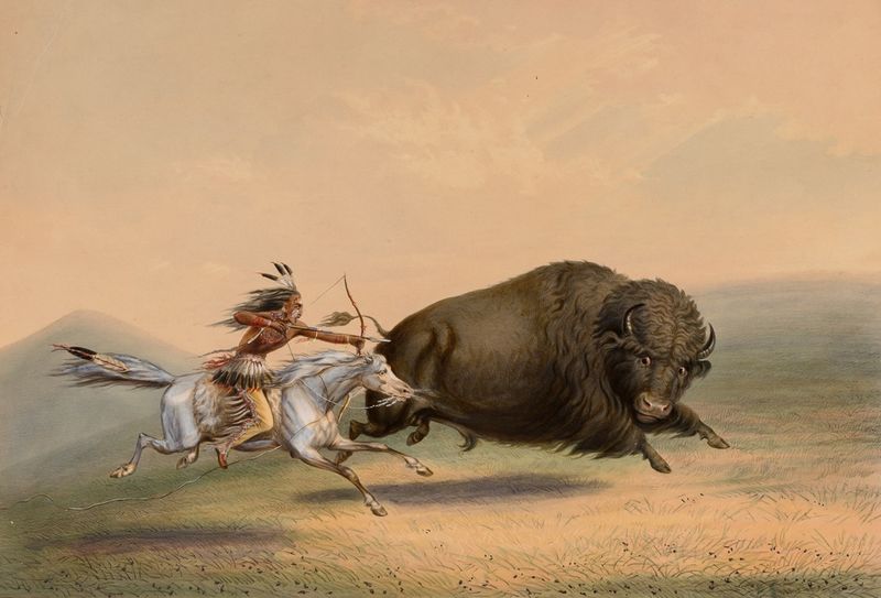 The Buffalo Hunt is Sacred
