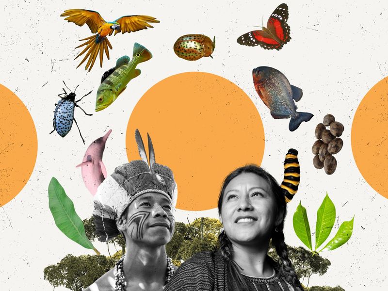 Disregarding indigenous knowledge
