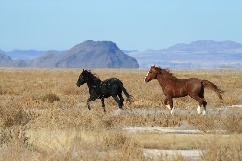 The Comanche Empire’s Horse Domination (Great Plains, USA)