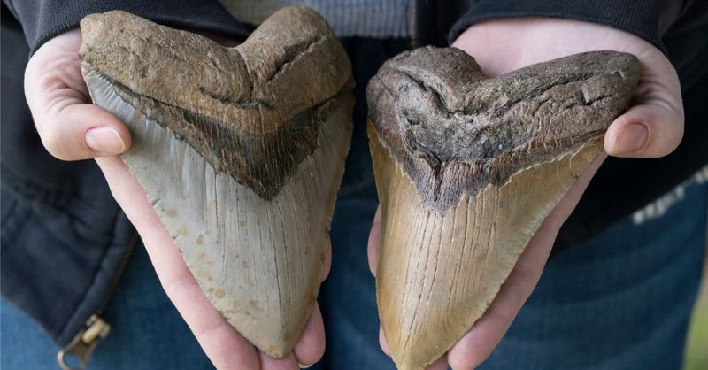 European Megalodon Evidence Surprises Experts