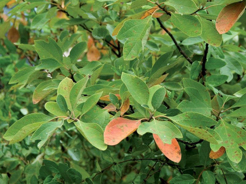 Sassafras