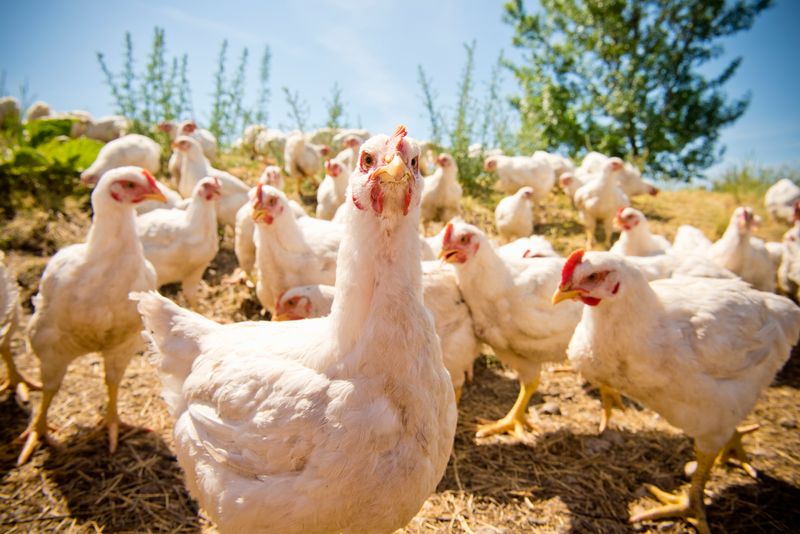 Don't count your chickens before they hatch.