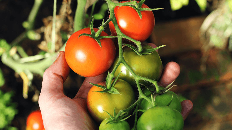 Tomato: From Poison Suspicion to Culinary Star