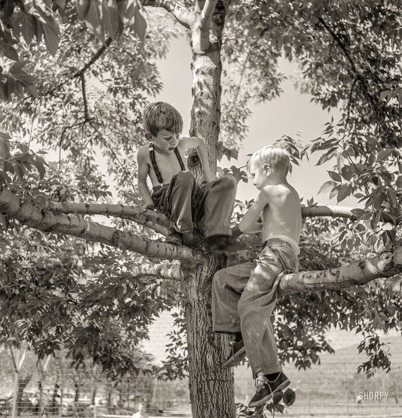 Climb trees too high – 