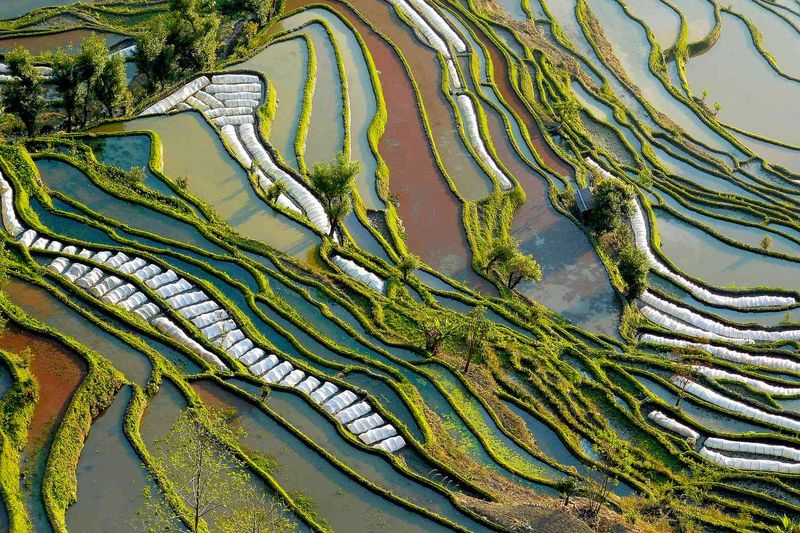 Rice (8,000+ BCE, China & Asia)