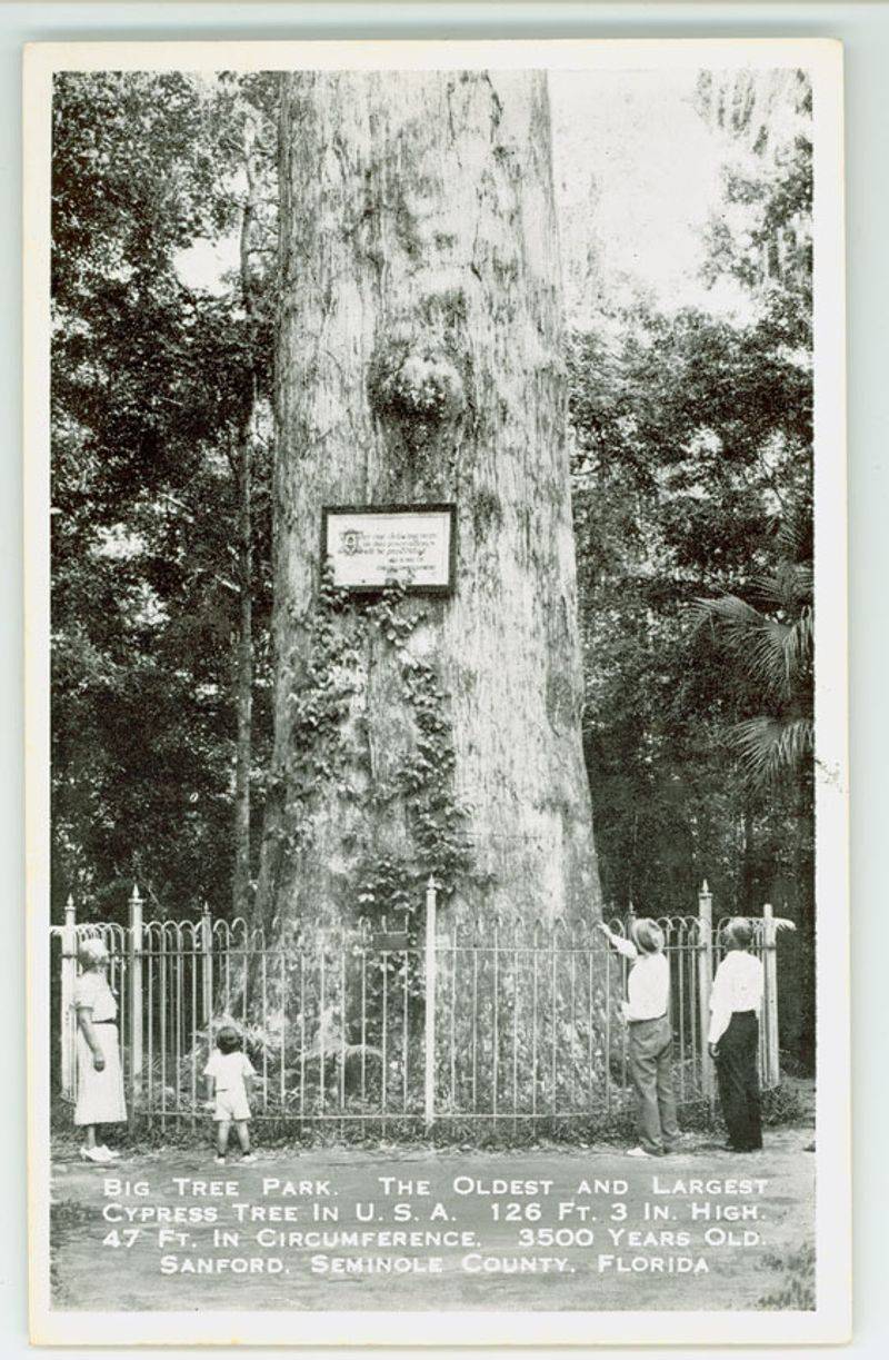 Big Tree Park