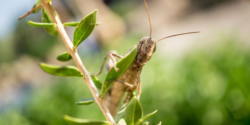 Knee-high to a grasshopper.