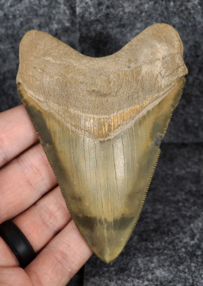Ancient Teeth Tell New Stories